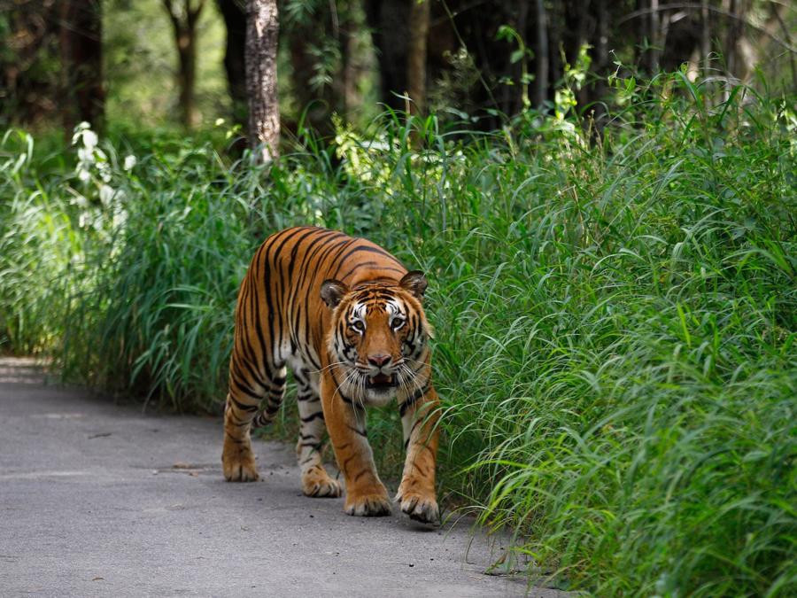 Quốc vương Bolkiah thậm chí còn cho xây sở hữu sở thú riêng, nơi có 30 con hổ Bengal. Ảnh: Getty