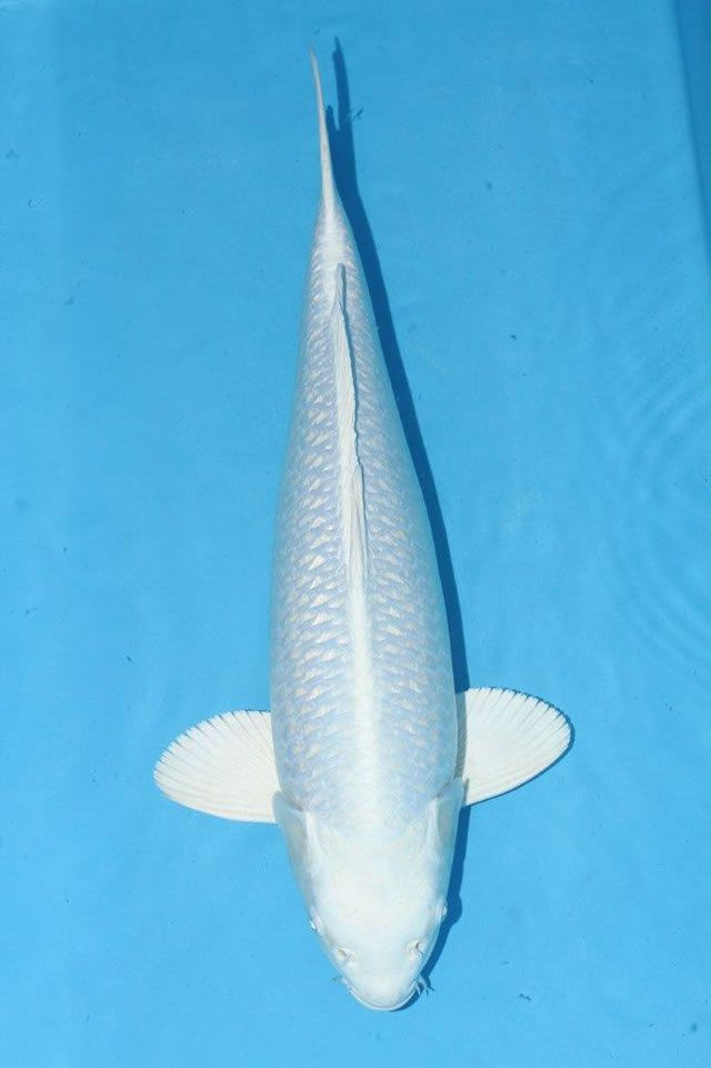 Tùy thuộc vào độ tuổi, kích thước, dòng dõi và thẩm mỹ, Koi Ogon có giá khoảng 2.000 USD (46 triệu đồng). Ảnh: Pinterest