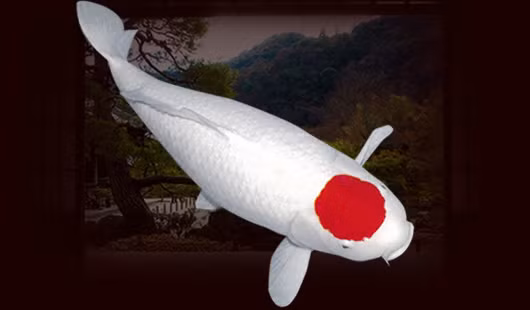 Cá Koi Tanchos nổi bật với chấm đỏ cam trên đỉnh đầu. Ngoài dấu hiệu màu đỏ trên đầu, phần còn lại của cơ thể Tancho hoàn mỹ và không tỳ vết. Hầu hết Koi Tanchos đều có giá 3.000 USD (69 triệu đồng). Ảnh: Internet