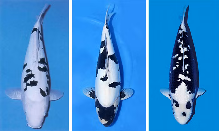 Thân hình với nhiều màu sắc kết hợp như đen trắng, cam hoặc vàng độc đáo, Utsuri được những người đam mê cá Koi yêu thích. Những con cá Koi Utsuri màu sắc rực rỡ giá khoảng 3.000 USD (khoảng 69 triệu đồng). Ảnh: Pinterest