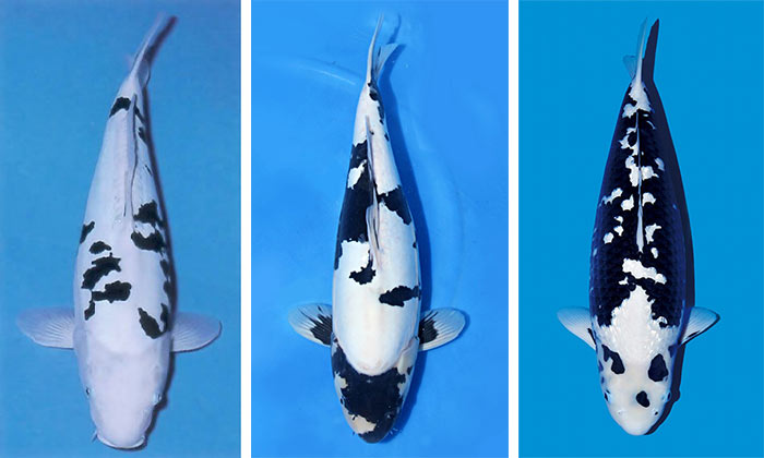 Thân hình với nhiều màu sắc kết hợp như đen trắng, cam hoặc vàng độc đáo, Utsuri được những người đam mê cá Koi yêu thích. Những con cá Koi Utsuri màu sắc rực rỡ giá khoảng 3.000 USD (khoảng 69 triệu đồng). Ảnh: Pinterest