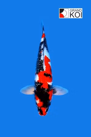 Cá Koi Showa nổi bật với ba tông màu đen, trắng và đỏ cam độc đáo. Giá cá Koi Showa tùy thuộc vào dòng dõi, kích thước và màu sắc. Mức rẻ nhất là 200 USD và đắt nhất là 16.000 USD (khoảng 368 triệu đồng). Ảnh: Grand Koi