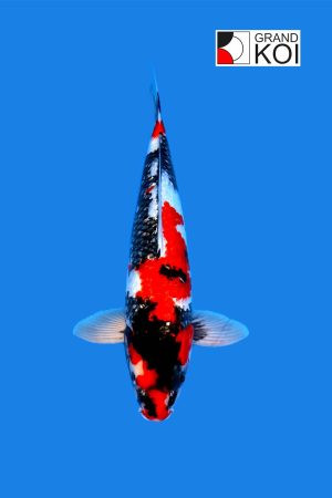 Cá Koi Showa nổi bật với ba tông màu đen, trắng và đỏ cam độc đáo. Giá cá Koi Showa tùy thuộc vào dòng dõi, kích thước và màu sắc. Mức rẻ nhất là 200 USD và đắt nhất là 16.000 USD (khoảng 368 triệu đồng). Ảnh: Grand Koi