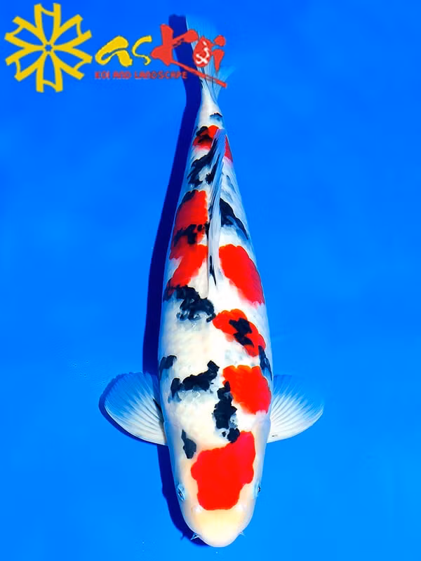 Với gần 140 triệu, bạn chỉ đủ để đầu tư vào một chú cá Koi Sanke. Nhìn bề ngoài, chúng rất giống với koi Showa với thân hình lớn, màu trắng, đen và đỏ. Nếu như cá Showa thường hiển thị ba màu trên đầu giống như cơ thể của chúng, thì koi Sanke chỉ có hai màu trên đầu là đỏ và trắng. Ảnh: Internet