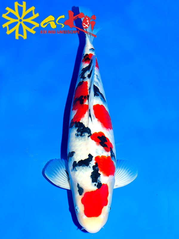 Với gần 140 triệu, bạn chỉ đủ để đầu tư vào một chú cá Koi Sanke. Nhìn bề ngoài, chúng rất giống với koi Showa với thân hình lớn, màu trắng, đen và đỏ. Nếu như cá Showa thường hiển thị ba màu trên đầu giống như cơ thể của chúng, thì koi Sanke chỉ có hai màu trên đầu là đỏ và trắng. Ảnh: Internet