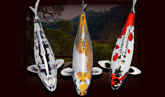 Sở hữu màu bạc kim loại và những đốm sáng màu cam rực rỡ, Kikokuryu là một trong những giống cá koi hấp dẫn nhất. Những con kích thước lớn, màu sắc đẹp giá có thể hơn 2.000 USD. Ảnh: Pinterest