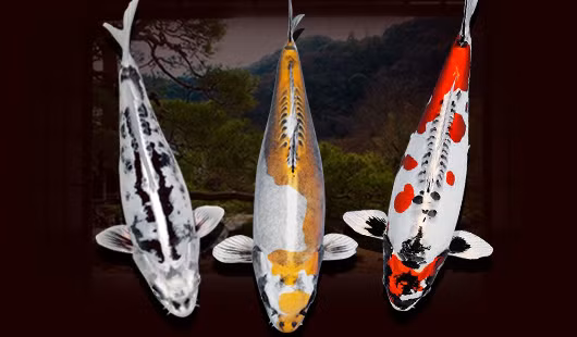 Sở hữu màu bạc kim loại và những đốm sáng màu cam rực rỡ, Kikokuryu là một trong những giống cá koi hấp dẫn nhất. Những con kích thước lớn, màu sắc đẹp giá có thể hơn 2.000 USD. Ảnh: Pinterest