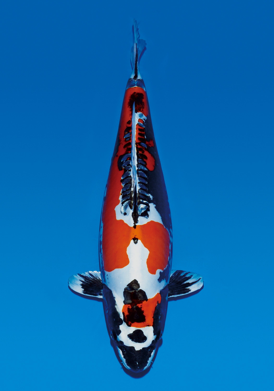 Cũng có giá trung bình 2.000 USD, cá Koi Beni Kikokuryu có nhiều màu sắc khác nhau. Trong đó, trắng, đen, xanh lam và bạc phổ biến nhất. Đặc biệt, Beni Kikokuryu có khả năng thay đổi màu sắc tùy thuộc vào các yếu tố môi trường như nhiệt độ nước. Ảnh: Pinterest