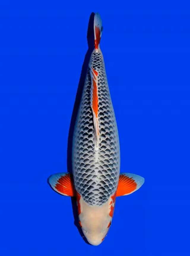 Với lớp vảy màu xanh lam lung linh và khả năng phát quang rực rỡ, Asagi là một loài cá Koi tuyệt đẹp. Vảy của chúng có dạng giống như kim cương. Asagi cũng có giá khoảng 3.000 USD (khoảng 69 triệu đồng). Ảnh: Zen Koi