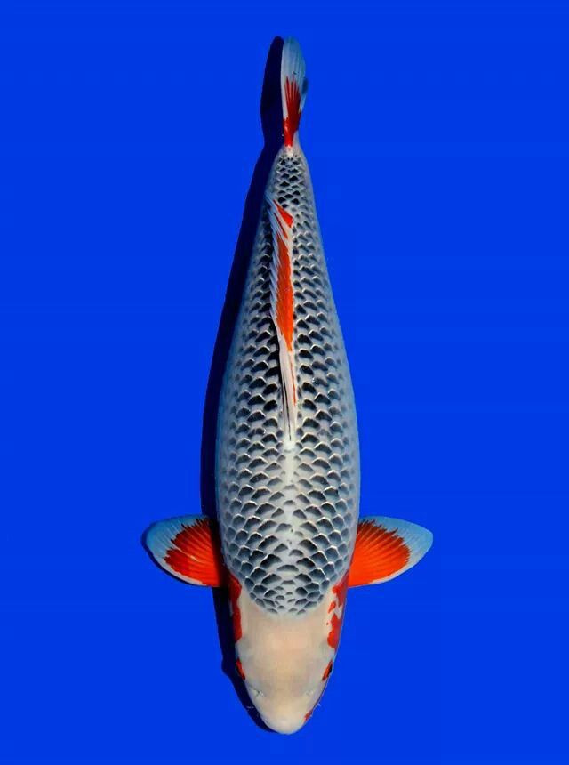 Với lớp vảy màu xanh lam lung linh và khả năng phát quang rực rỡ, Asagi là một loài cá Koi tuyệt đẹp. Vảy của chúng có dạng giống như kim cương. Asagi cũng có giá khoảng 3.000 USD (khoảng 69 triệu đồng). Ảnh: Zen Koi