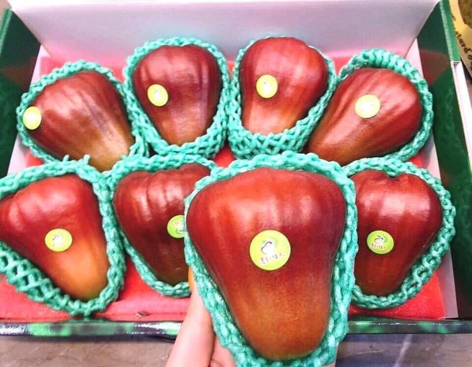 Điểm nhận diện loại roi này là đầu cuống xanh màu ngọc bích, càng xuống màu càng đỏ lịm. Trái quả to chưa từng thấy, khác hoàn toàn các loại roi khác. Ảnh: Facebook