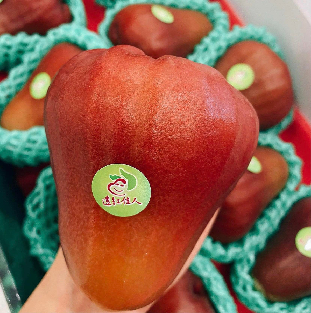 Theo người bán, roi ngọc bích hay còn gọi là roi đường đen Đài Loan là giống roi có vỏ ngoài màu sậm sáng bóng. Ảnh: Facebook