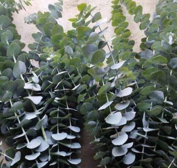 Nhờ trồng cây đô la, không ít người dân thu về hàng chục triệu mỗi tháng. Ảnh: Dân Việt