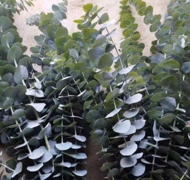 Nhờ trồng cây đô la, không ít người dân thu về hàng chục triệu mỗi tháng. Ảnh: Dân Việt