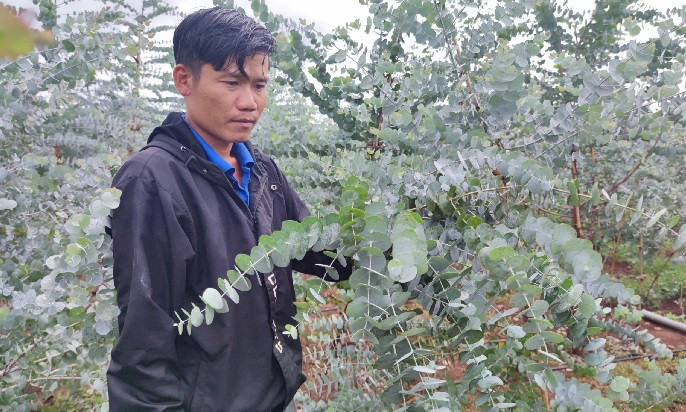 Cây đô la có nguồn gốc từ Úc, thân cây gỗ to nhiều cành tạo bóng mát. Cây đô la có loại lá to và lá nhỏ. Ảnh: Dân trí