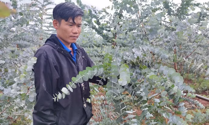 Cây đô la có nguồn gốc từ Úc, thân cây gỗ to nhiều cành tạo bóng mát. Cây đô la có loại lá to và lá nhỏ. Ảnh: Dân trí