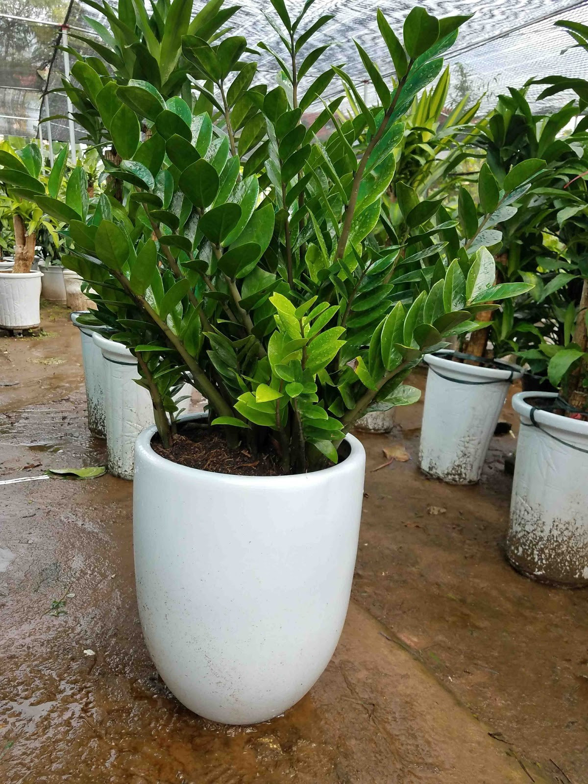 Cây kim tiền cao 15 - 30cm để bàn giá dao động từ 70 - 100.000 đồng/cây. Trong khi đó, khóm kim tiền cao trên 1m giá khoảng 400 - 800.000 đồng/chậu. Ảnh: Internet