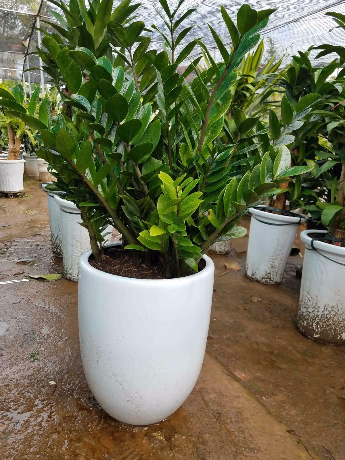 Cây kim tiền cao 15 - 30cm để bàn giá dao động từ 70 - 100.000 đồng/cây. Trong khi đó, khóm kim tiền cao trên 1m giá khoảng 400 - 800.000 đồng/chậu. Ảnh: Internet