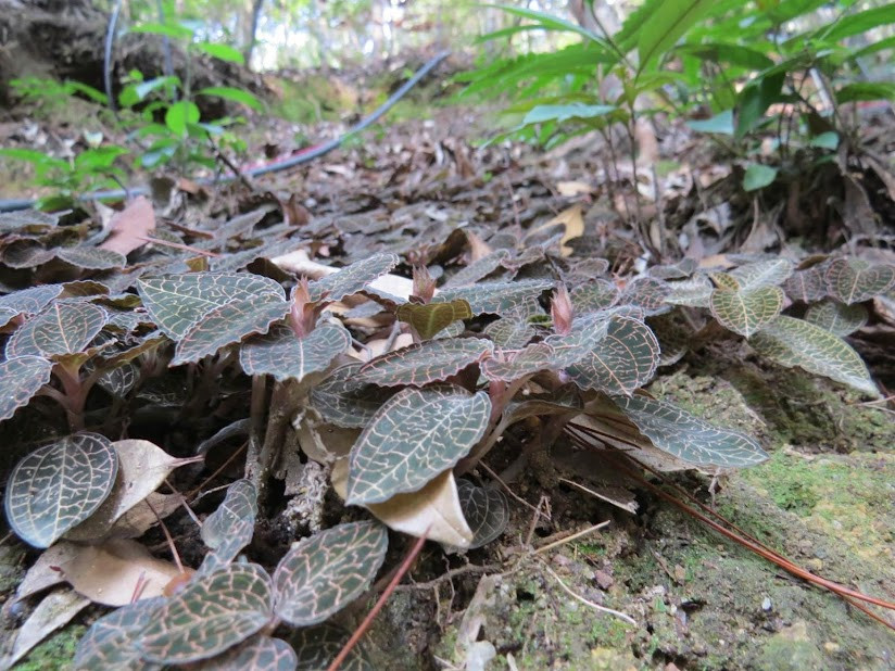 Cỏ kim cương có thân mềm mọng nước, nhiều đốt nhỏ màu tím hồng, thường bò dưới mặt đất hoặc bám chặt vào hốc đá. Ảnh: Webtretho
