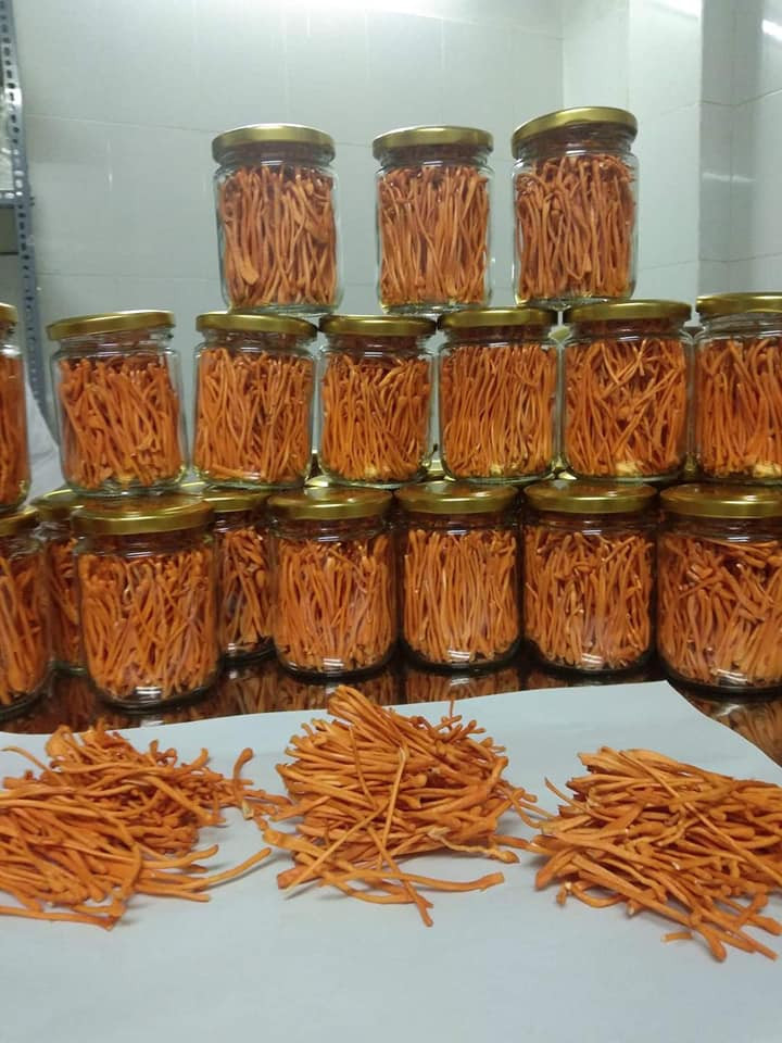 Tương tự, đông trùng hạ thảo cũng là dược liệu quý được nhà giàu Việt chọn làm quà biếu Tết. Trên thị trường, đông trùng hạ thảo tự nhiên có giá 80 đến 100 triệu đồng/100g. Ảnh: Facebook