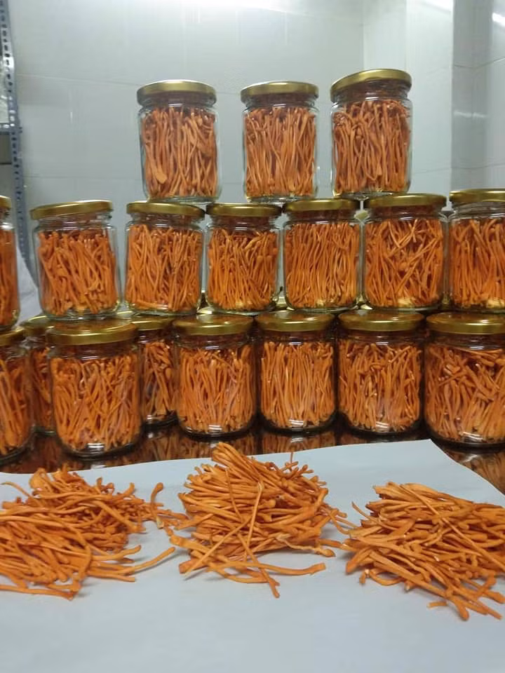 Tương tự, đông trùng hạ thảo cũng là dược liệu quý được nhà giàu Việt chọn làm quà biếu Tết. Trên thị trường, đông trùng hạ thảo tự nhiên có giá 80 đến 100 triệu đồng/100g. Ảnh: Facebook