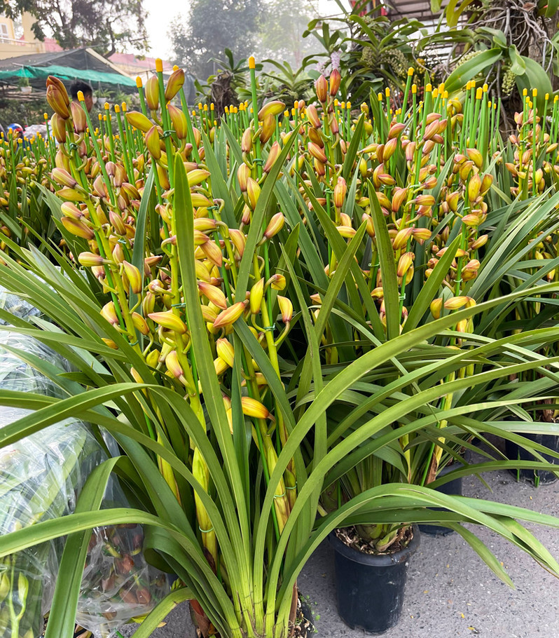 Trong đó, nhiều nhất là phong lan, địa lan, hoa hồng, quất cảnh, dạ yến thảo,…Ảnh: Dautuvietnam