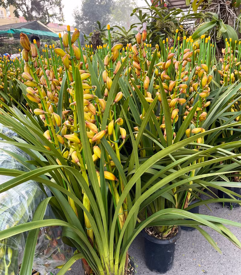 Trong đó, nhiều nhất là phong lan, địa lan, hoa hồng, quất cảnh, dạ yến thảo,…Ảnh: Dautuvietnam