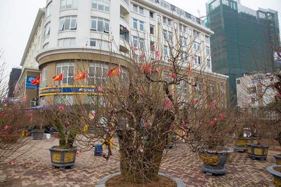 Chợ chủ yếu bán và cho thuê gốc đào. Các gốc đào ở đây đều có giá từ vài triệu đồng đến cả trăm triệu đồng. Riêng giá cho thuê một gốc đào cổ đã lên tới vài chục triệu đồng. Ảnh: Chinhphu