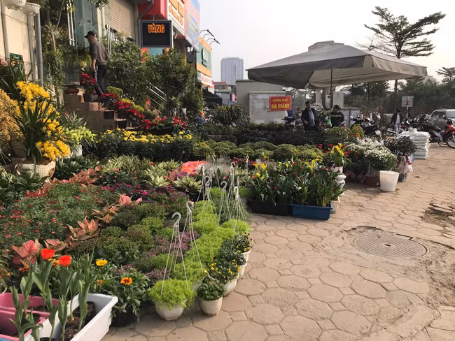 Từ lâu, đoạn phố kéo dài từ dốc Bưởi đến đường Hoàng Hoa Thám đã được biết đến như một trong những chợ hoa Tết nổi tiếng ở Hà Nội. Ảnh; VTV
