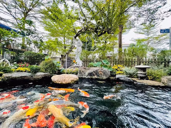 Khu vực hồ cá Koi cũng được bao quanh bởi nhiều cây cối và hoa tươi. Ảnh: FBNV
