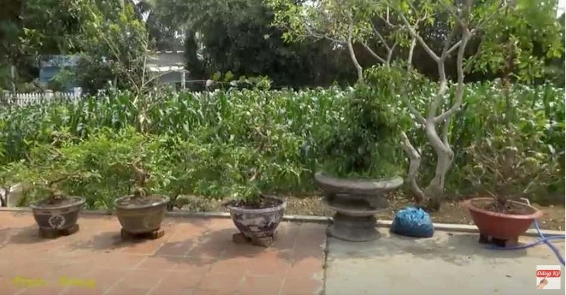 Hai bên góc sân đặt nhiều chậu cây cảnh và trồng các loại cây lương thực ngắn ngày. Ảnh chụp màn hình