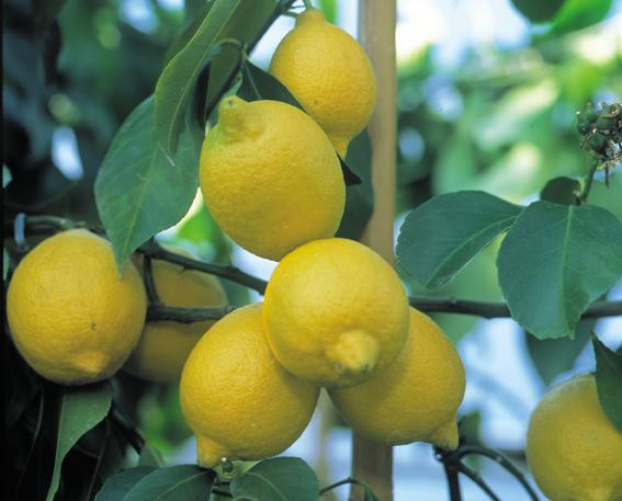 Chanh yên được trồng nhiều nhất là ở Lạng Sơn, Lào Cai, Lâm Đồng, các tỉnh Tây Nguyên. Xưa kia, loại chanh này là quả dại trong rừng, chín rụng đầy gốc vì không ai hái. Ảnh: Blogcaycanh