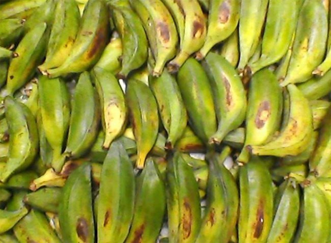 Trước đây, chuối cô đơn chín đầy trong rừng nhưng không ai để ý. Ngày nay, hạt chuối cô đơn được săn lùng nên giá cũng đắt đỏ hơn. Ảnh: Internet