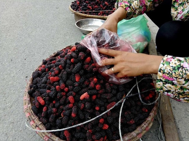 Mấy năm qua, dâu tằm xuất hiện nhiều trên các tuyến phố ở Hà Nội và trở thành loại quả dân dã khá hút khách. Ảnh: Dân trí