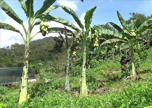 Chuối cô đơn hay còn gọi là chuối mồ côi, chuối hoa sen, phân bố chủ yếu ở Vườn quốc gia Phước Bình (xã Phước Bình, huyện Bác Ái, Ninh Thuận). Cây mọc ở vùng núi cao và chỉ tái sinh bằng hạt. Ảnh: TTXVN