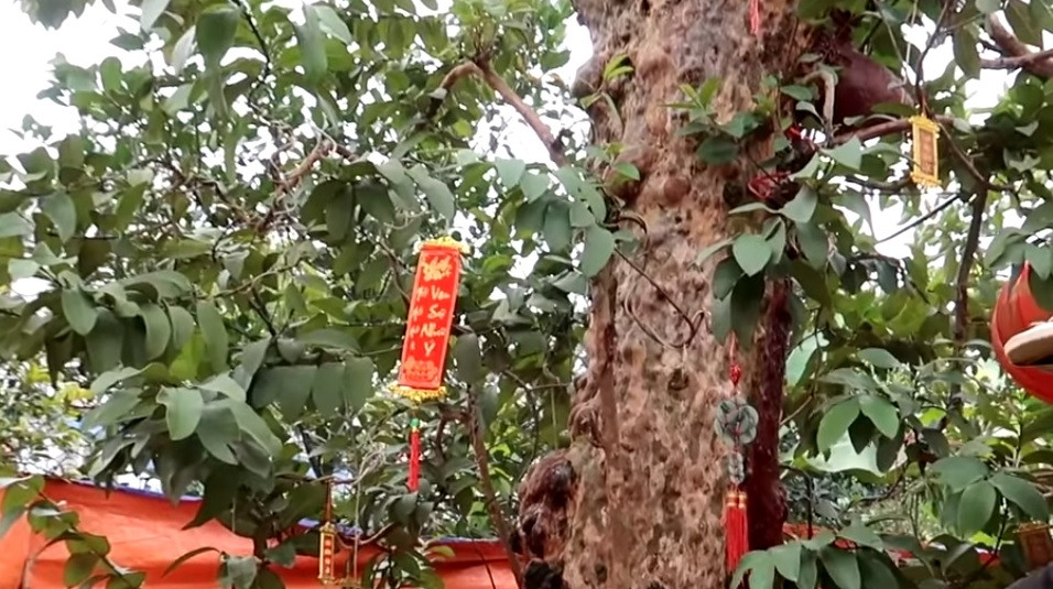 Chủ nhân của cây ổi mong có đại gia nào có tâm, có tầm cùng giao lưu cây cảnh và niềm đam mê với mình. Ảnh chụp màn hình video Mạnh bonsai