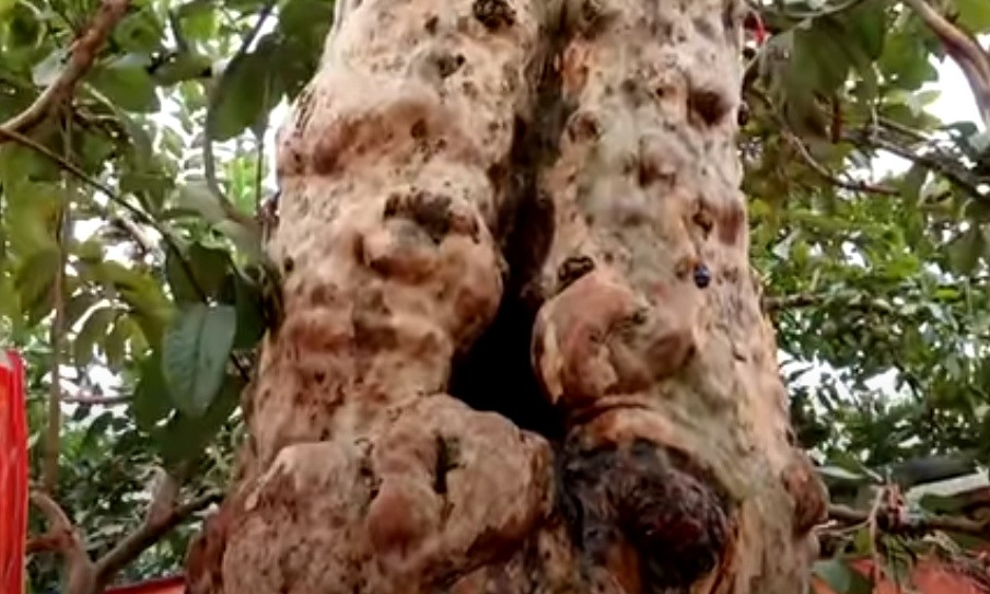 Thân cây nổi nhiều u cục sần sùi.