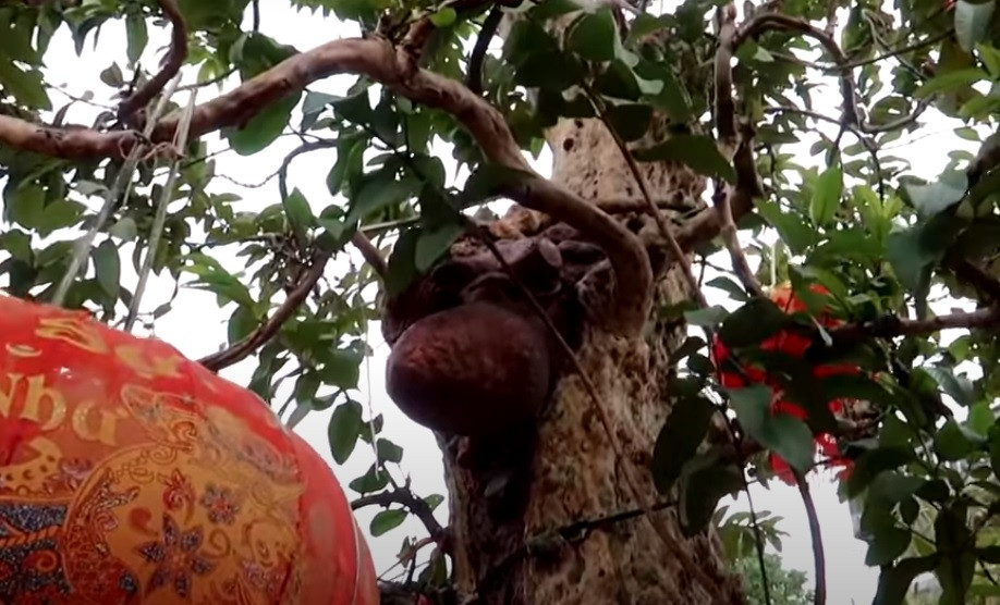 Các tay cành xoè rộng, đan xen vào nhau.