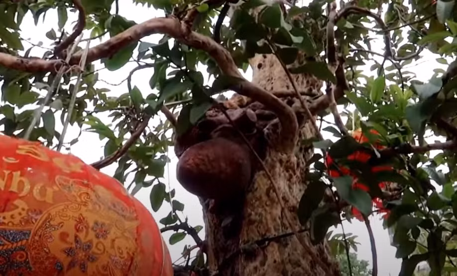 Các tay cành xoè rộng, đan xen vào nhau.