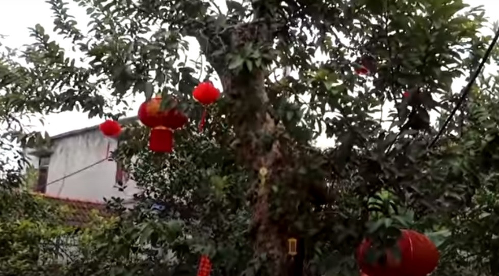 Cách đây 3 năm, khi anh mang cây ổi về, dù chưa được cắt tỉa tạo dáng đã có người làng trả tiền trăm triệu nhưng chủ nhân không bán.