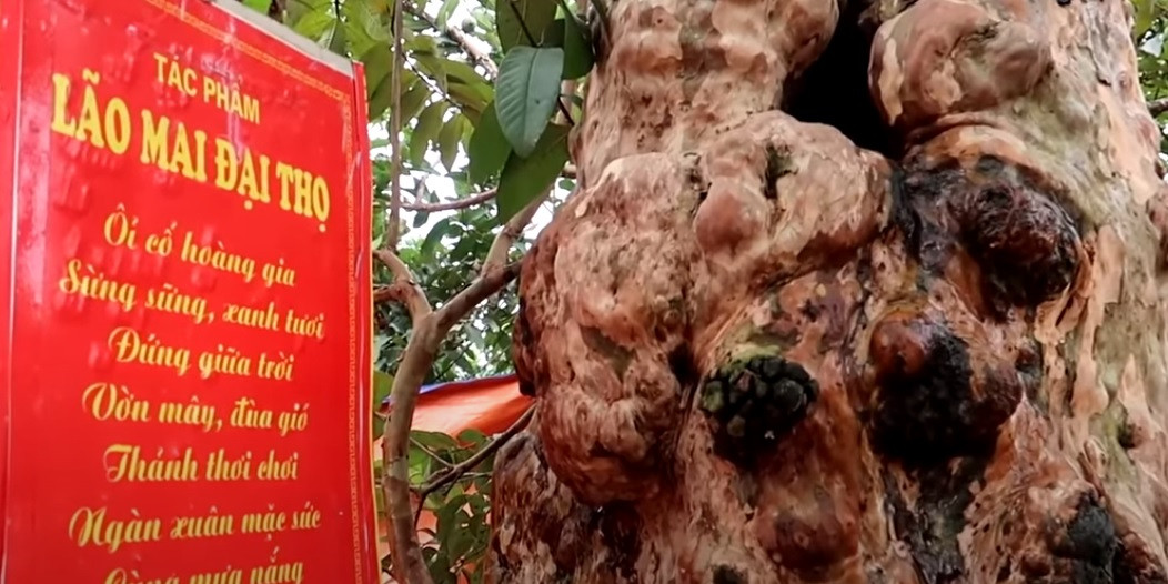 Cây ổi được chủ nhân đặt tên là Lão mai đại thọ.