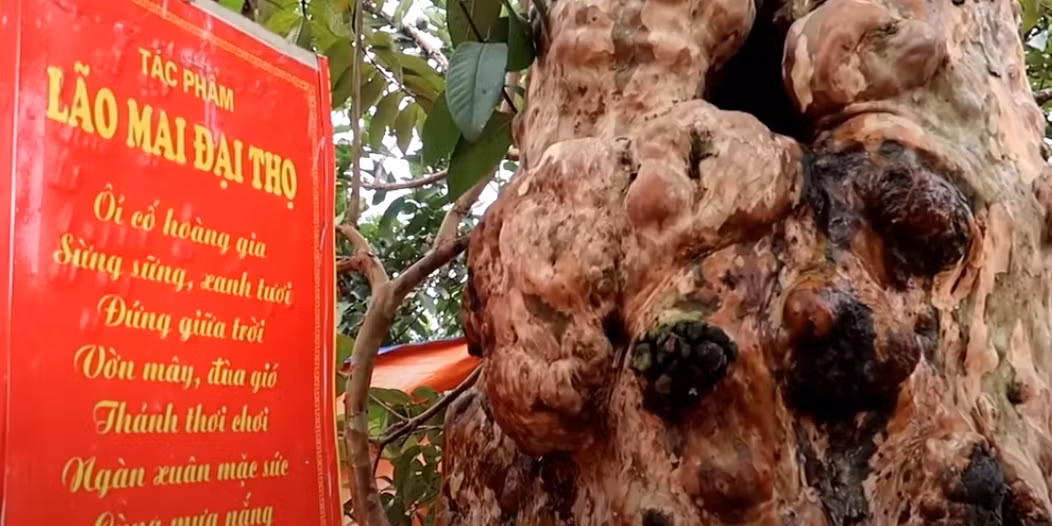 Cây ổi được chủ nhân đặt tên là Lão mai đại thọ.
