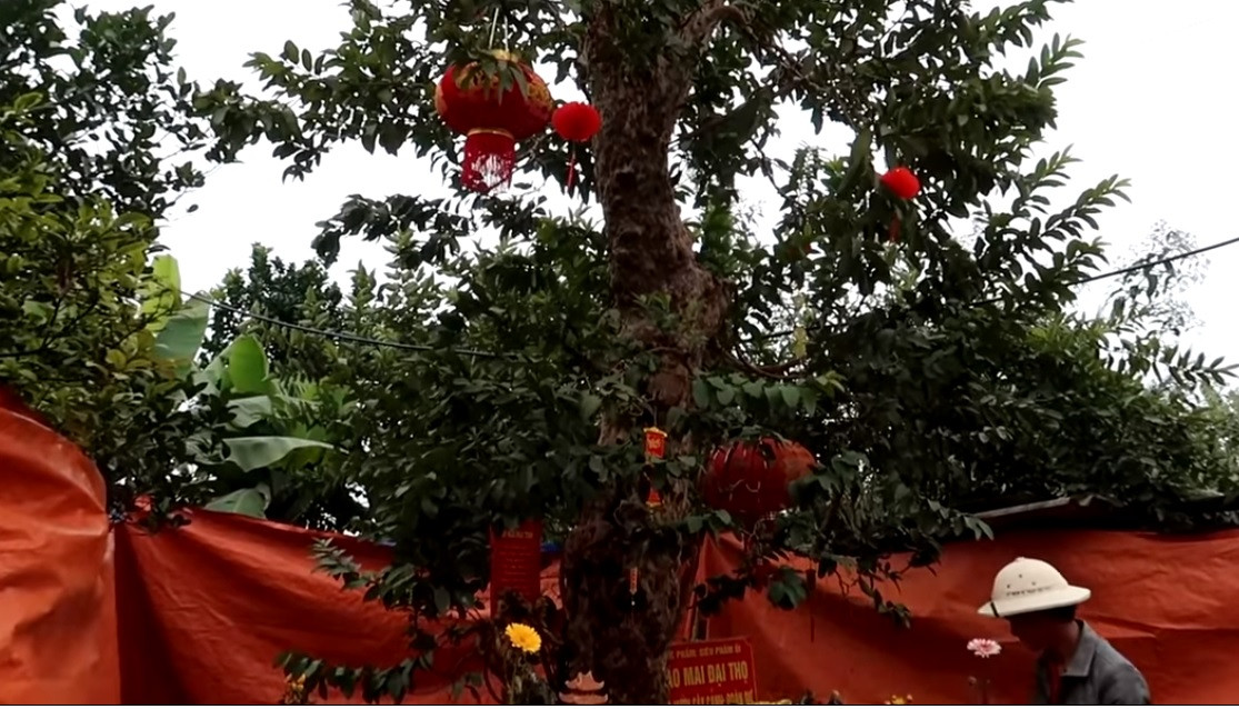 Dù người quay video đề xuất mức giá khoảng 1,5 tỷ đồng là hợp lý nhưng chủ nhân không đồng tình. Với anh, cây ổi này rất quý giá, thậm chí nếu bán đi rất tiếc.