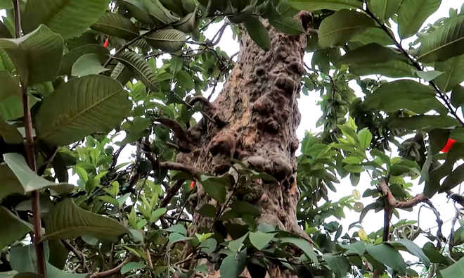 Các u sần mang đến vẻ cổ kính.