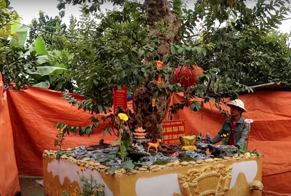 Theo chia sẻ của anh Đoàn, đây là giống ổi trắng cao 3,9m, có tuổi đời lâu năm.