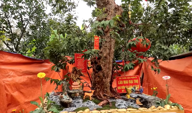 Can canh cay oi la 15 ty xon xao cong dong mang