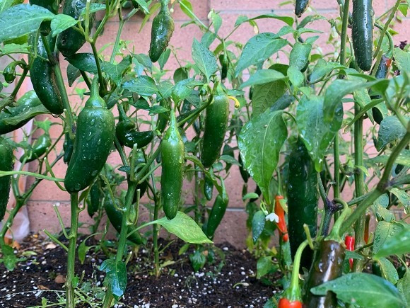 Nữ ca sĩ rất yêu thích các món ăn Việt nên trồng nhiều rau xanh trong khu vườn. Ảnh: FB Minh Tuyet