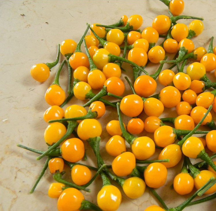 Loại ớt đắt nhất thế giới là ớt Aji Charapita có nguồn gốc từ Peru, đa phần mọc hoang dại. Ảnh: Tiki