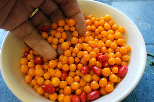 Tại một số quốc gia, giá của loại ớt này được bán cho các nhà hàng cao cấp tới 25.000 USD/kg (hơn 500 triệu đồng). Thậm chí, có thời điểm giá bán lên tới 35.000 USD (khoảng 800 triệu đồng). Ảnh: Getty