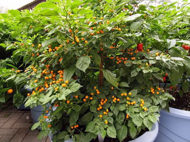 Độ cay của loại ớt này lên tới 30.000 đến 50.000 độ cay Scolville, thậm chí còn cao gấp 4-20 lần ớt jalapeño nổi tiếng. Ảnh: Dân Việt